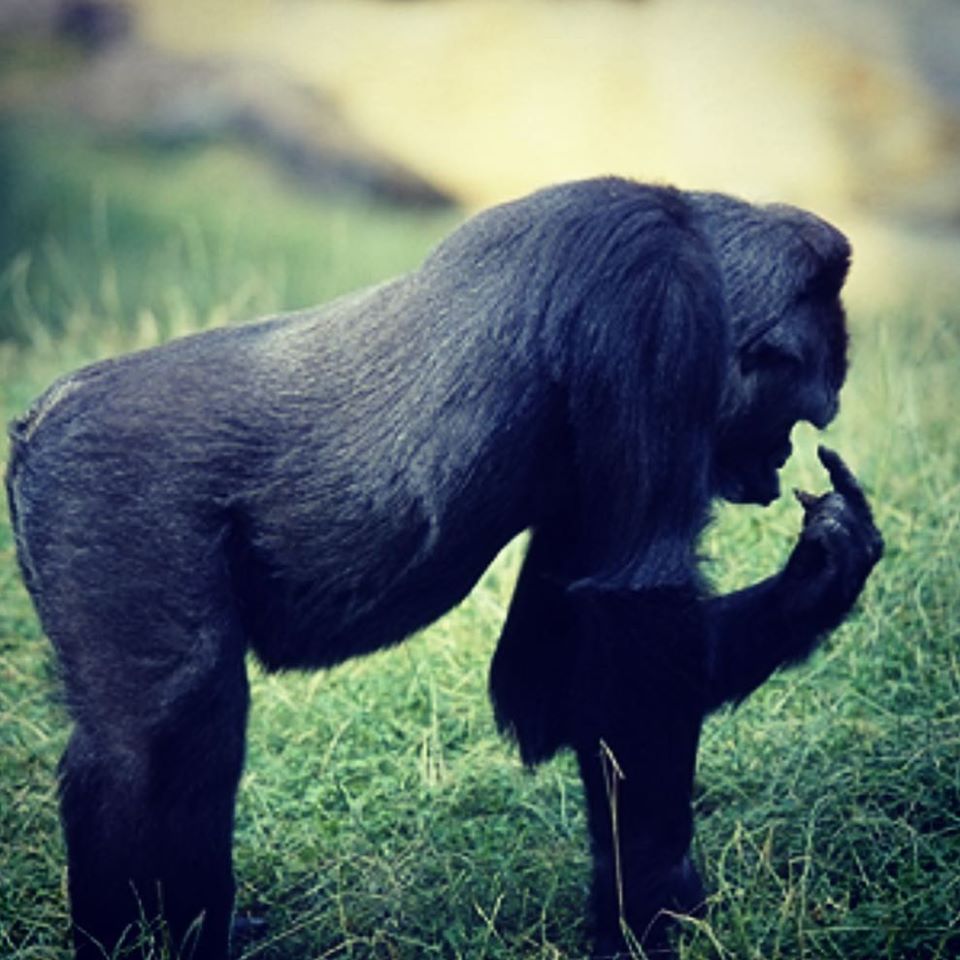 Think Positively – That’s What HJ Whitley Did!