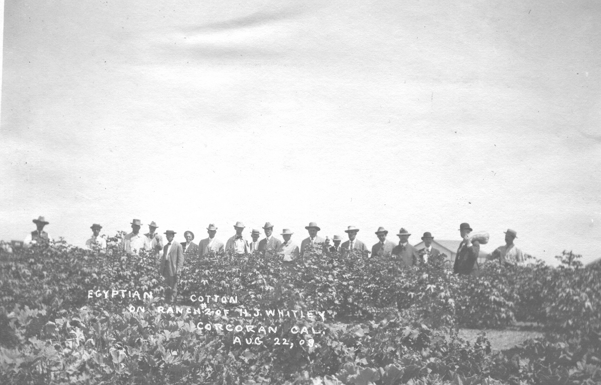 Cotton Comes to California!