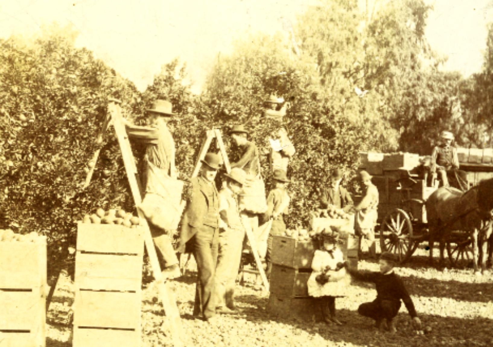 Make Lemons into Lemonade, HJ Whitley, The Father of Hollywood